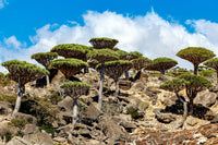 10 DRAGON TREE Dracaena Draco Canary Island Drago Blood Asparagus Yucca Evergreen Succulent Houseplant Orange Berry White Flower Seeds