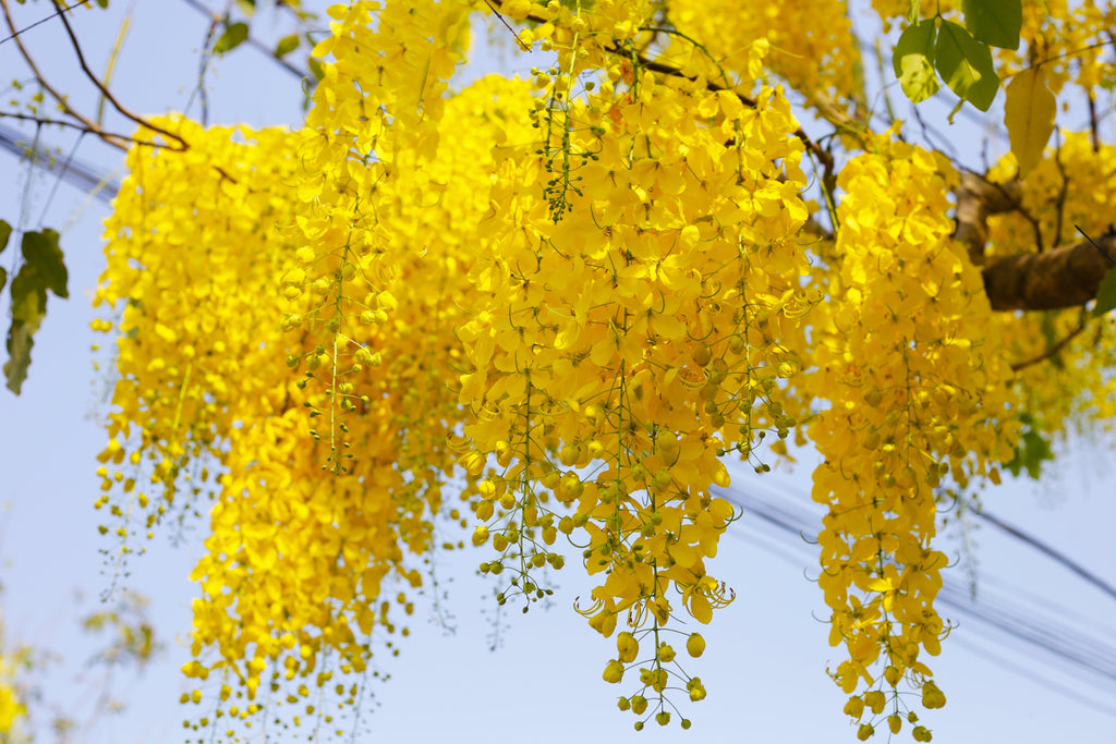 15 GOLDEN SHOWER TREE Gold Rush Yellow Cassia Fistula Flower Seeds