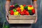 50 Mixed HOT HABANERO PEPPER Red Orange White Brown Mix Capsicum Chinense Seeds