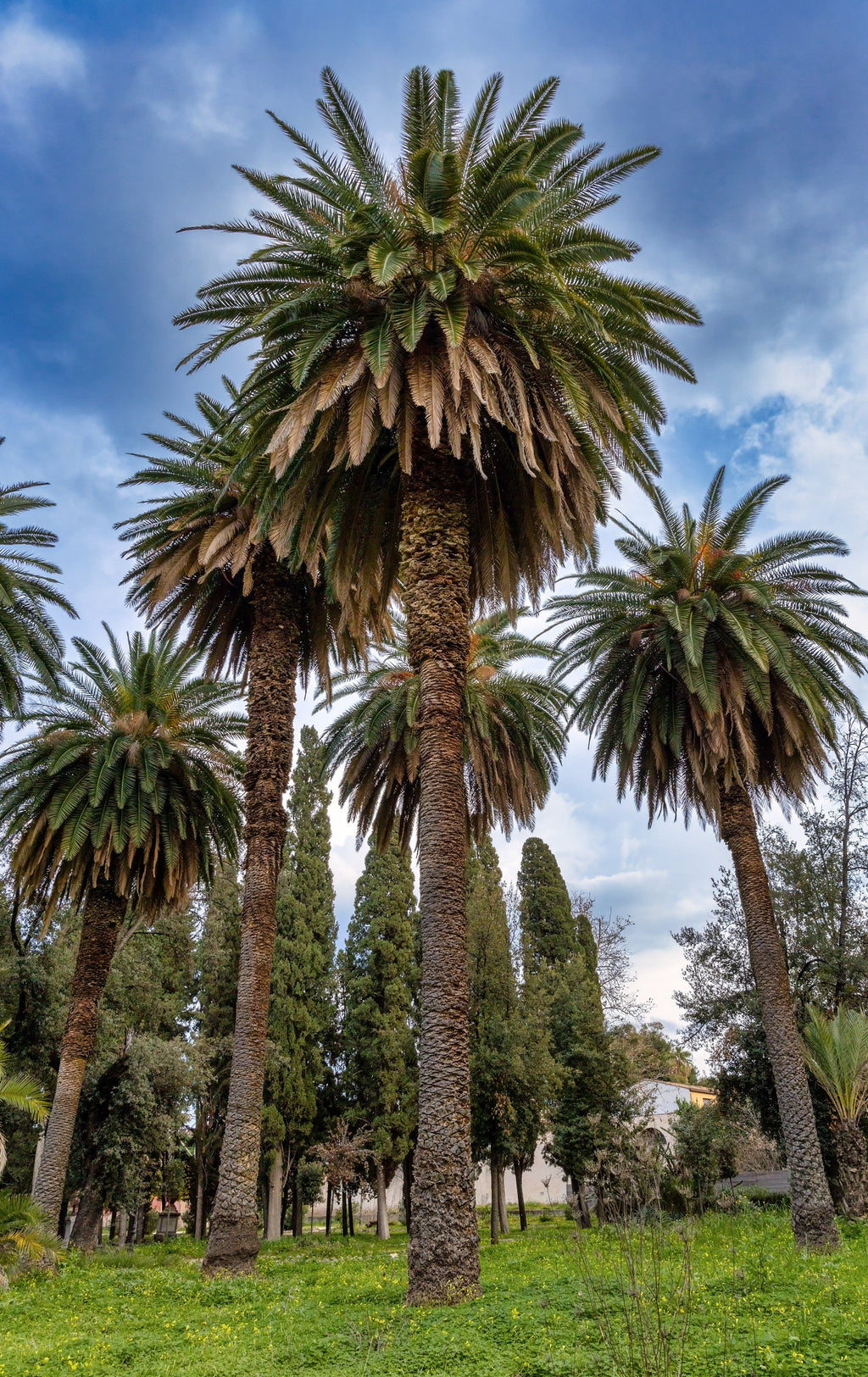 10 CANARY ISLAND Date PALM Phoenix Canariensis Tree Seeds