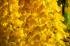 15 GOLDEN SHOWER TREE Gold Rush Yellow Cassia Fistula Flower Seeds