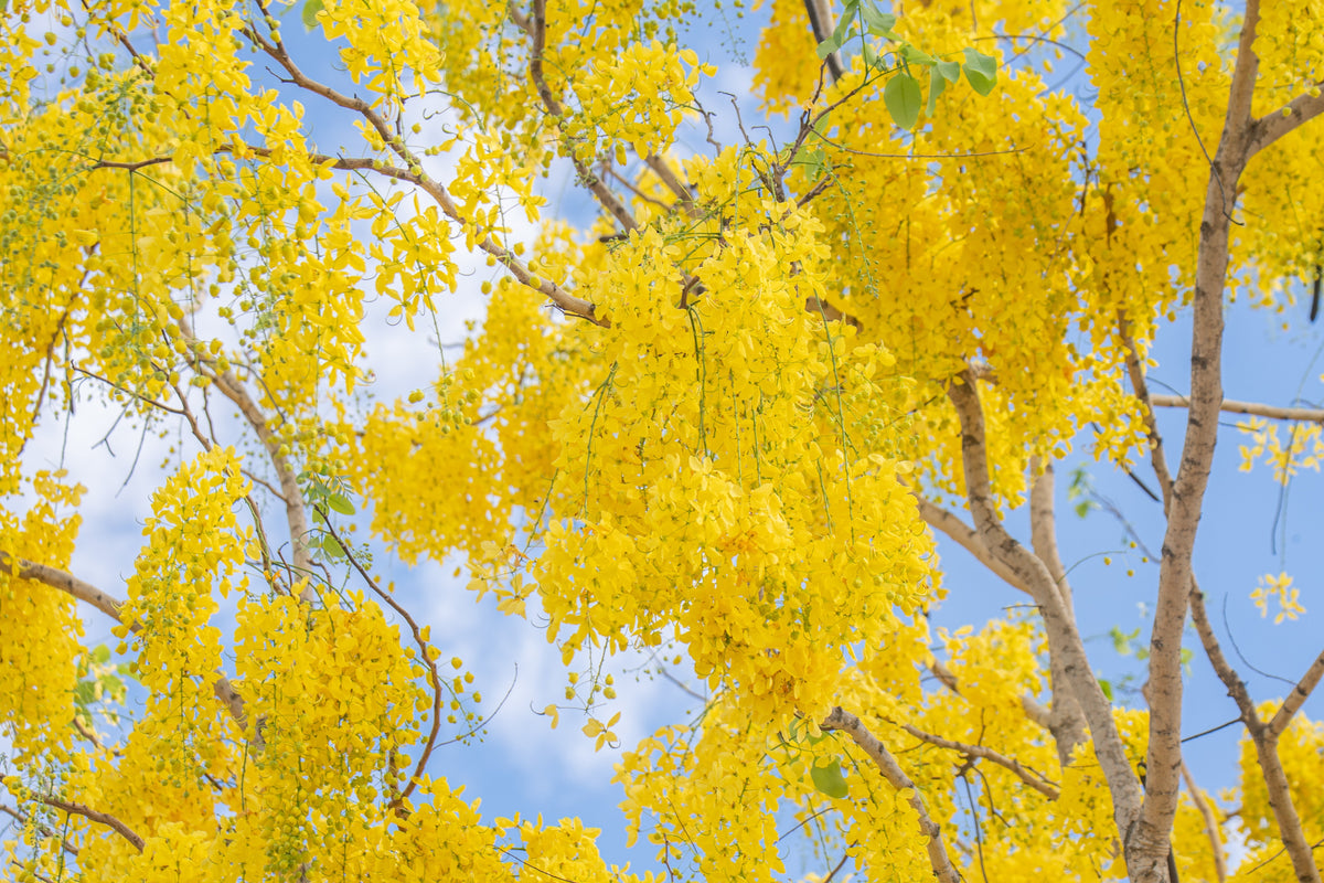 15 GOLDEN SHOWER TREE Gold Rush Yellow Cassia Fistula Flower Seeds