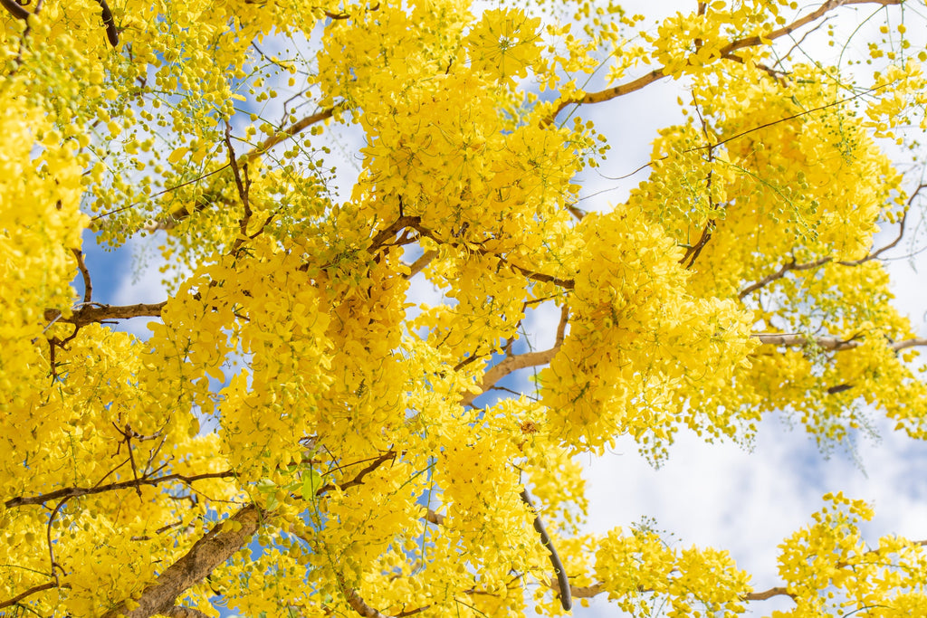 15 GOLDEN SHOWER TREE Gold Rush Yellow Cassia Fistula Flower Seeds