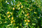 20 RED Chinese DATE TREE Edible Fruit Jujube Ziziphus Jujuba Yellow Flower Seeds