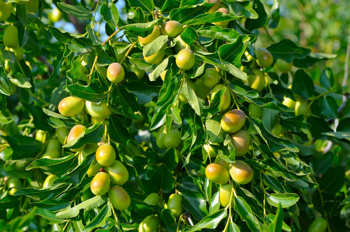 20 RED Chinese DATE TREE Edible Fruit Jujube Ziziphus Jujuba Yellow Flower Seeds