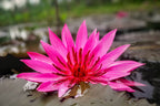 3 Organic Mixed Colors LOTUS Nelumbo Nucifera Pond Water Lily Lilypad Blue Red Flower Large Seeds
