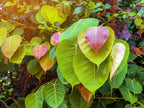 30 FICUS TREE (Bodhi Tree / Sacred Fig / Bo Tree / Pipal) Ficus Religiosa Seeds