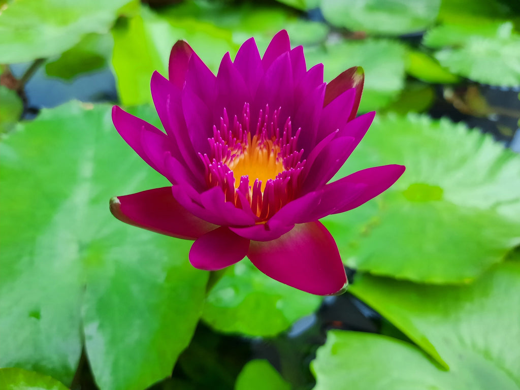 3 Organic Mixed Colors LOTUS Nelumbo Nucifera Pond Water Lily Lilypad Blue Red Flower Large Seeds