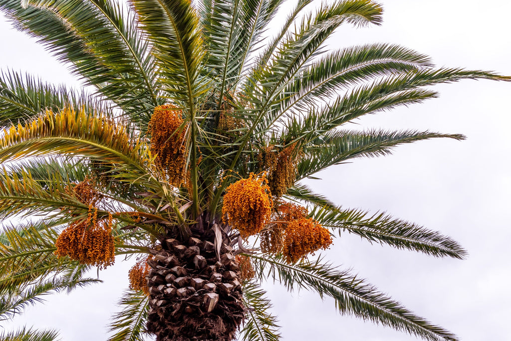 10 CANARY ISLAND Date PALM Phoenix Canariensis Tree Seeds