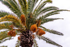 10 CANARY ISLAND Date PALM Phoenix Canariensis Tree Seeds
