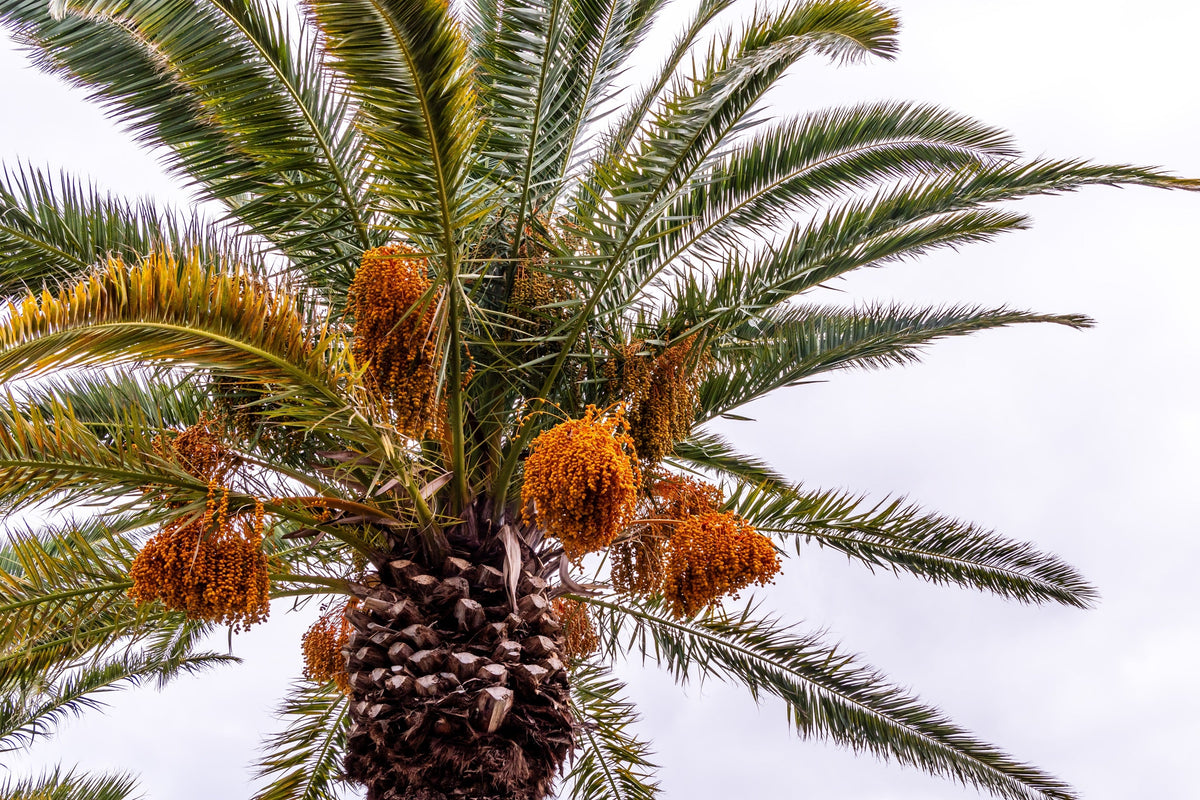 10 CANARY ISLAND Date PALM Phoenix Canariensis Tree Seeds