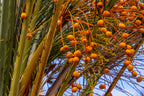 10 CANARY ISLAND Date PALM Phoenix Canariensis Tree Seeds