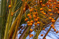 10 CANARY ISLAND Date PALM Phoenix Canariensis Tree Seeds