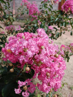 35 Light PINK CREPE MYRTLE Crape Tree Shrub Lagerstroemia Indica Flower Seeds