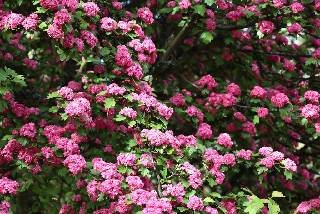 20 ENGLISH HAWTHORN TREE Edible Fruit Flower Mayflower Crataegus Laevigata Seeds