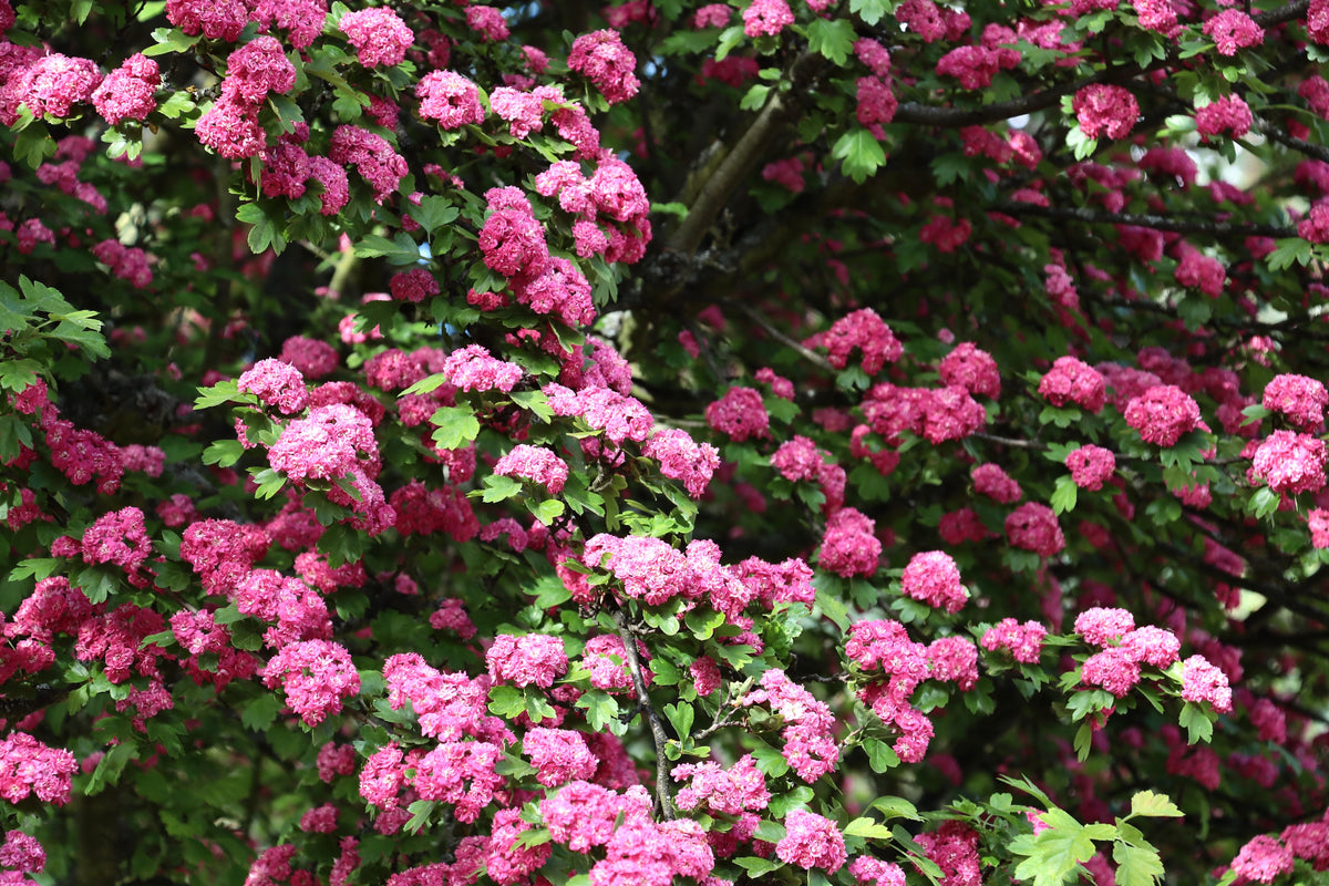 20 ENGLISH HAWTHORN TREE Edible Fruit Flower Mayflower Crataegus Laevigata Seeds