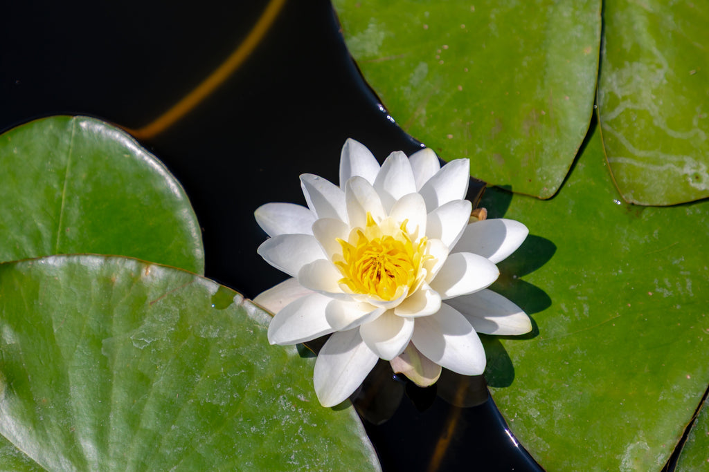 10 WHITE WATER LILY / Lily Pad / Sacred Asian Water Lotus Nymphaea Ampla Flower Seeds