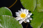 10 WHITE WATER LILY / Lily Pad / Sacred Asian Water Lotus Nymphaea Ampla Flower Seeds