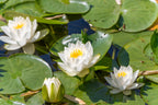 10 WHITE WATER LILY / Lily Pad / Sacred Asian Water Lotus Nymphaea Ampla Flower Seeds