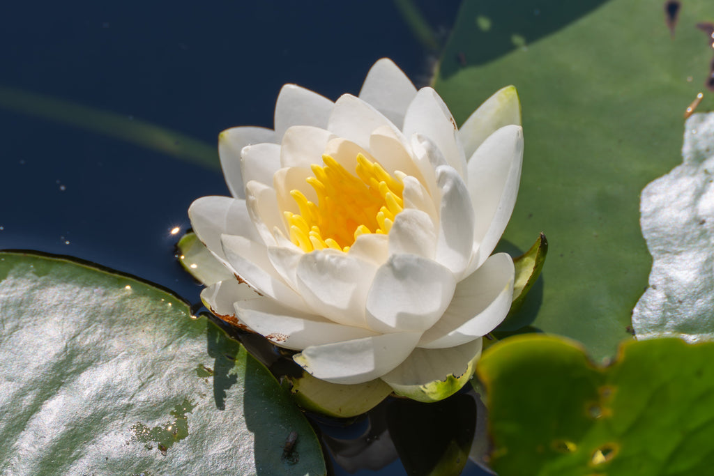10 WHITE WATER LILY / Lily Pad / Sacred Asian Water Lotus Nymphaea Ampla Flower Seeds