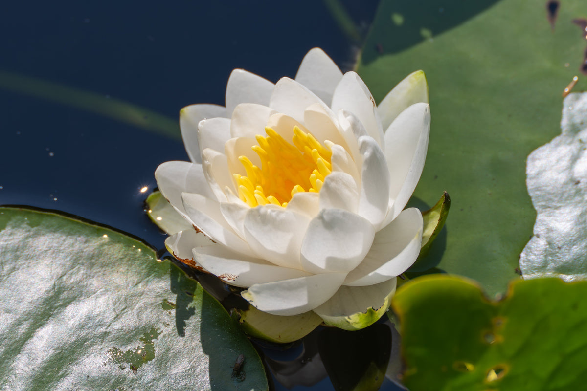 10 WHITE WATER LILY / Lily Pad / Sacred Asian Water Lotus Nymphaea Ampla Flower Seeds