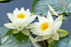 10 WHITE WATER LILY / Lily Pad / Sacred Asian Water Lotus Nymphaea Ampla Flower Seeds
