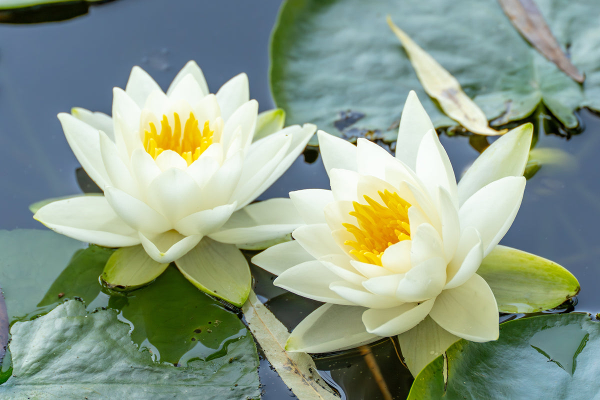10 WHITE WATER LILY / Lily Pad / Sacred Asian Water Lotus Nymphaea Ampla Flower Seeds