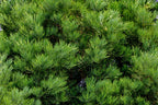 40 GIANT SEQUOIA Sequoiadendron Giganteum Sierra Redwood Tree Seeds