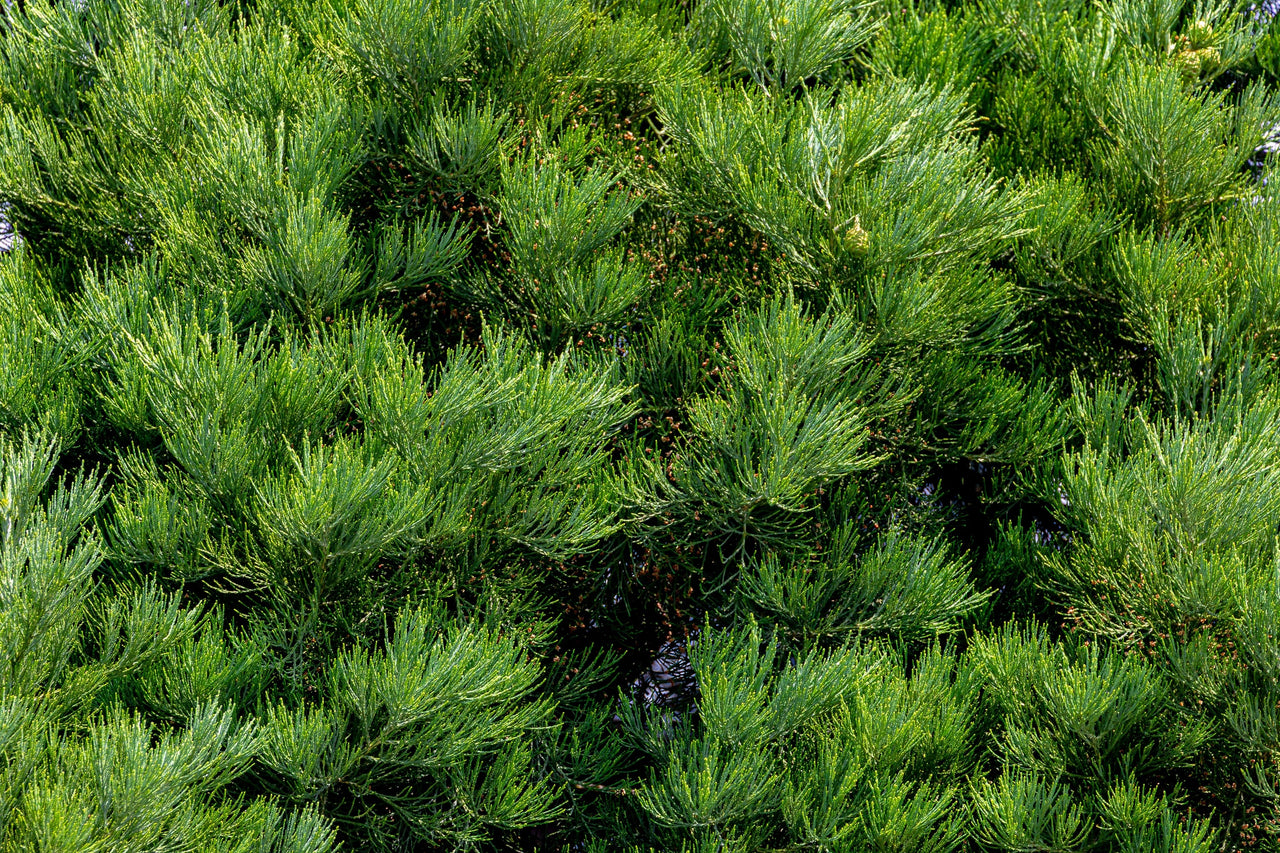 40 GIANT SEQUOIA Sequoiadendron Giganteum Sierra Redwood Tree Seeds