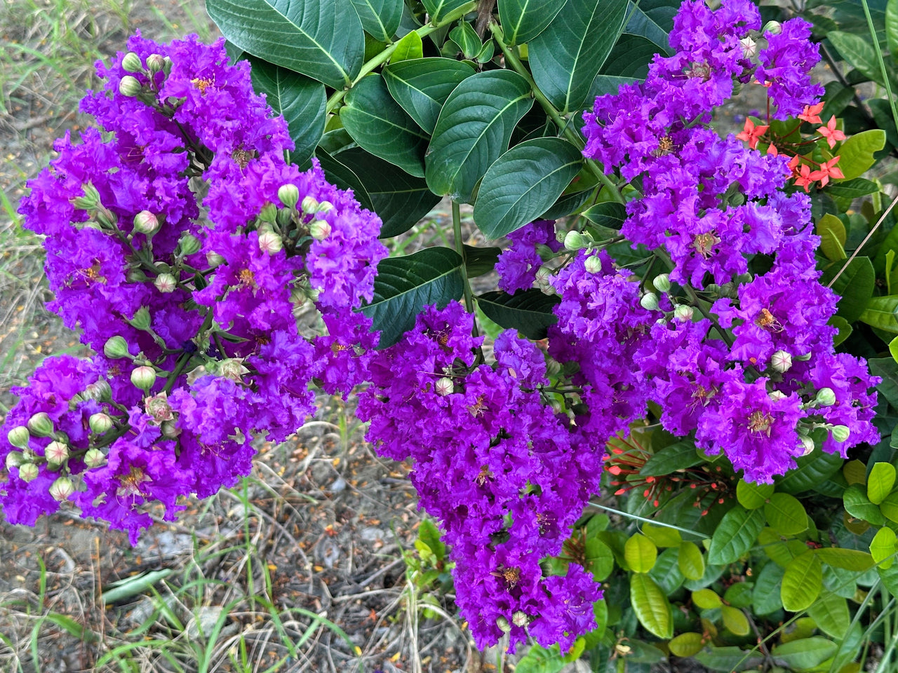 planting crape myrtle seeds 35 PURPLE CREPE MYRTLE Lagerstroemia Indica Flowering Shrub Bush Small – The Pepper Pantry