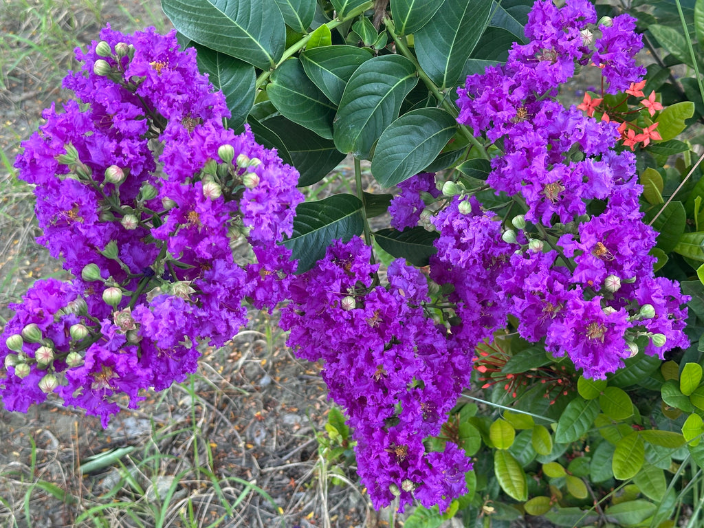 1000 Bulk CREPE MYRTLE Mixed Colors Lagerstroemia Indica Mix Tree Shrub Flower Seeds - Red, Purple, Light Pink, Dark Pink, White, & Lilac