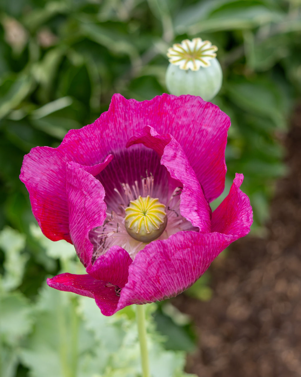 1000 PEPPERBOX POPPY MIX Papaver Somniferum Mixed Colors Red Violet Flower Seeds