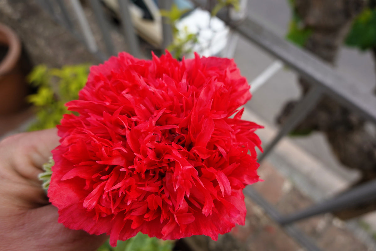 100 Giant Double RED PEONY POPPY Papaver Peoniflorum Flower Seeds