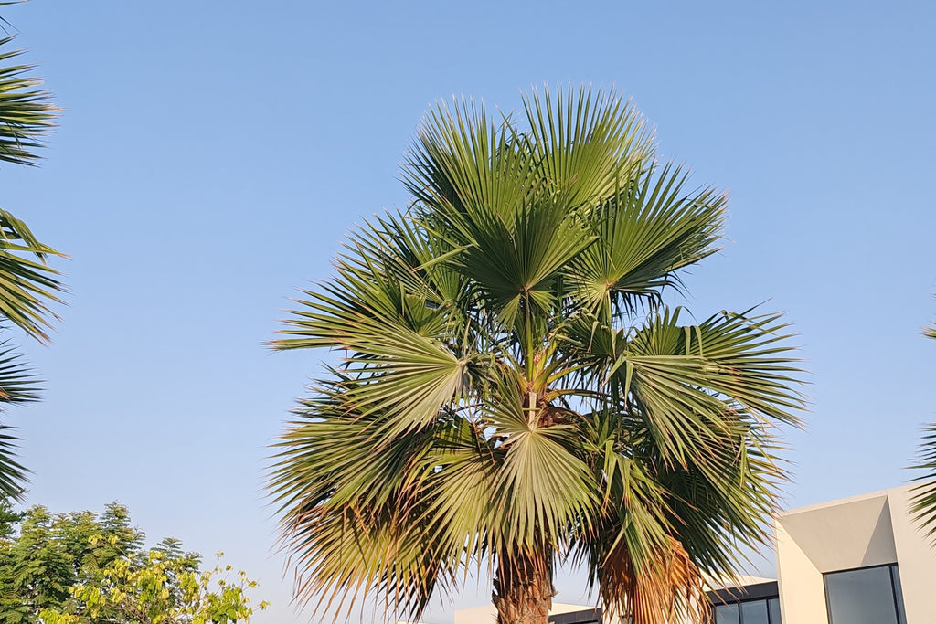 30 CALIFORNIA FAN PALM Tree Petticoat Arizona Desert Washingtonia Filifera Seeds
