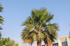 30 CALIFORNIA FAN PALM Tree Petticoat Arizona Desert Washingtonia Filifera Seeds