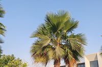 30 CALIFORNIA FAN PALM Tree Petticoat Arizona Desert Washingtonia Filifera Seeds