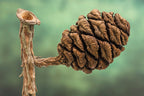 40 GIANT SEQUOIA Sequoiadendron Giganteum Sierra Redwood Tree Seeds