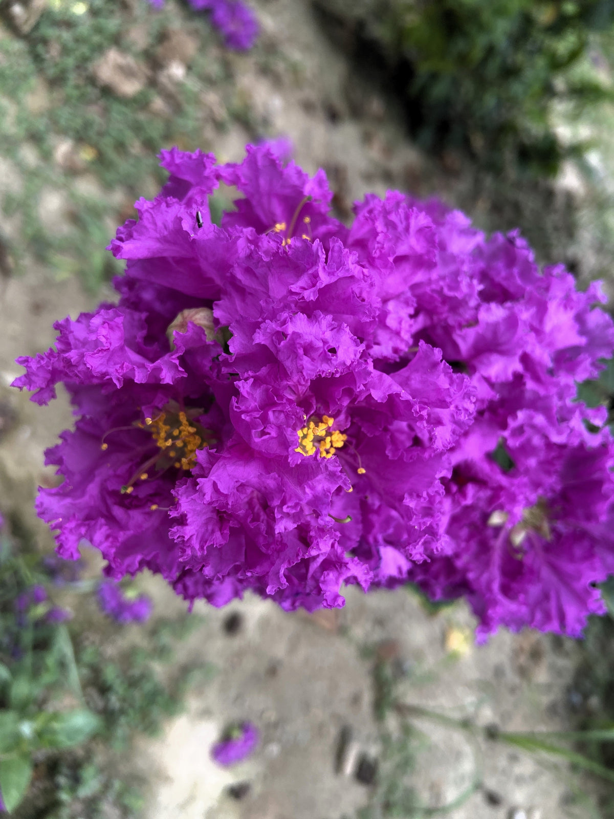 35 PURPLE CREPE MYRTLE Lagerstroemia Indica Flowering Shrub Bush Small Tree Seeds