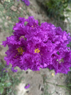 1000 Bulk CREPE MYRTLE Mixed Colors Lagerstroemia Indica Mix Tree Shrub Flower Seeds - Red, Purple, Light Pink, Dark Pink, White, & Lilac