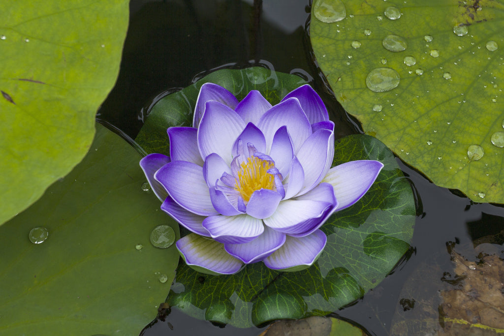 3 Organic Mixed Colors LOTUS Nelumbo Nucifera Pond Water Lily Lilypad Blue Red Flower Large Seeds
