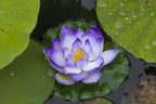 3 Organic Mixed Colors LOTUS Nelumbo Nucifera Pond Water Lily Lilypad Blue Red Flower Large Seeds