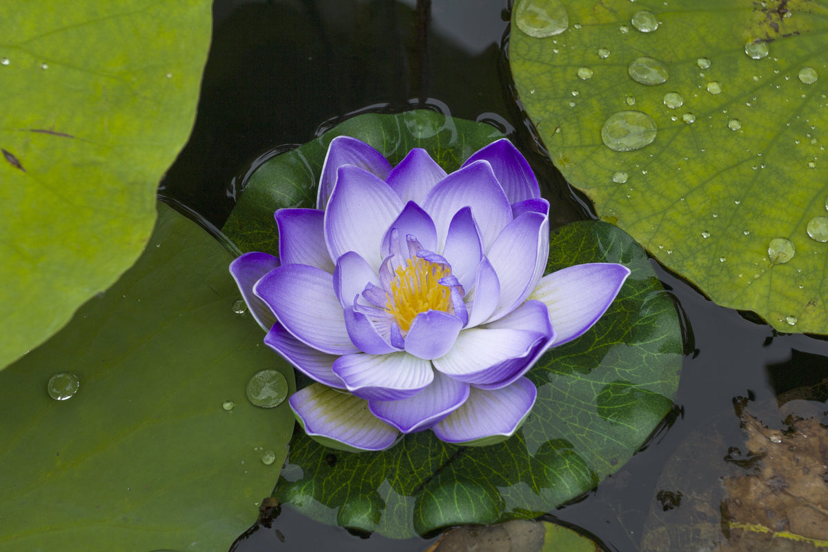 3 Organic Mixed Colors LOTUS Nelumbo Nucifera Pond Water Lily Lilypad Blue Red Flower Large Seeds