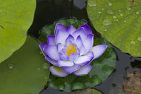 3 Organic Mixed Colors LOTUS Nelumbo Nucifera Pond Water Lily Lilypad Blue Red Flower Large Seeds