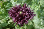 250 BLACK Swan PEONY POPPY Papaver Somniferum Dark Burgundy Double Flower Seeds