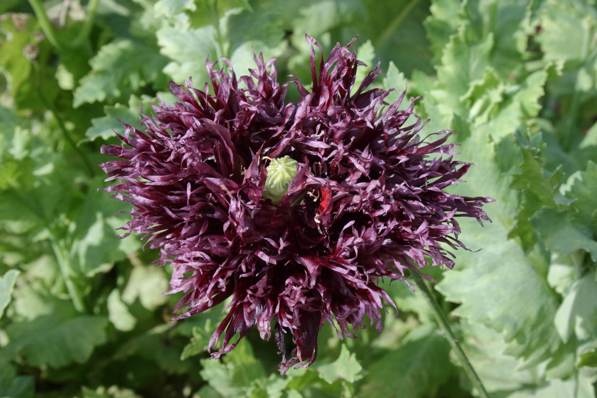 250 BLACK Swan PEONY POPPY Papaver Somniferum Dark Burgundy Double Flower Seeds