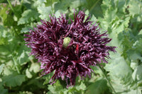 250 BLACK Swan PEONY POPPY Papaver Somniferum Dark Burgundy Double Flower Seeds