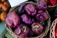 75 PURPLE BEAUTY PEPPER ( Sweet Mild Bell ) Capsicum Annuum Vegetable Seeds