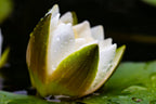 10 WHITE WATER LILY / Lily Pad / Sacred Asian Water Lotus Nymphaea Ampla Flower Seeds