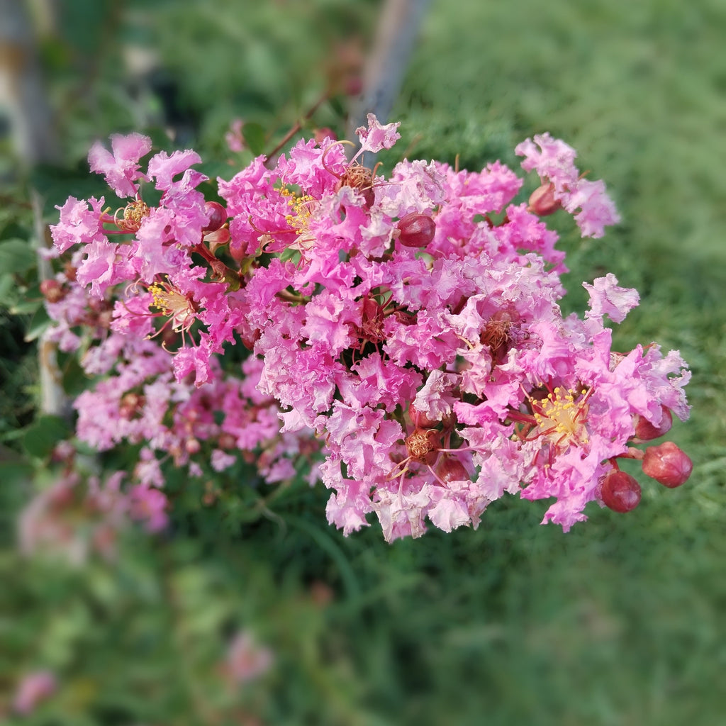 35 Light PINK CREPE MYRTLE Crape Tree Shrub Lagerstroemia Indica Flower Seeds