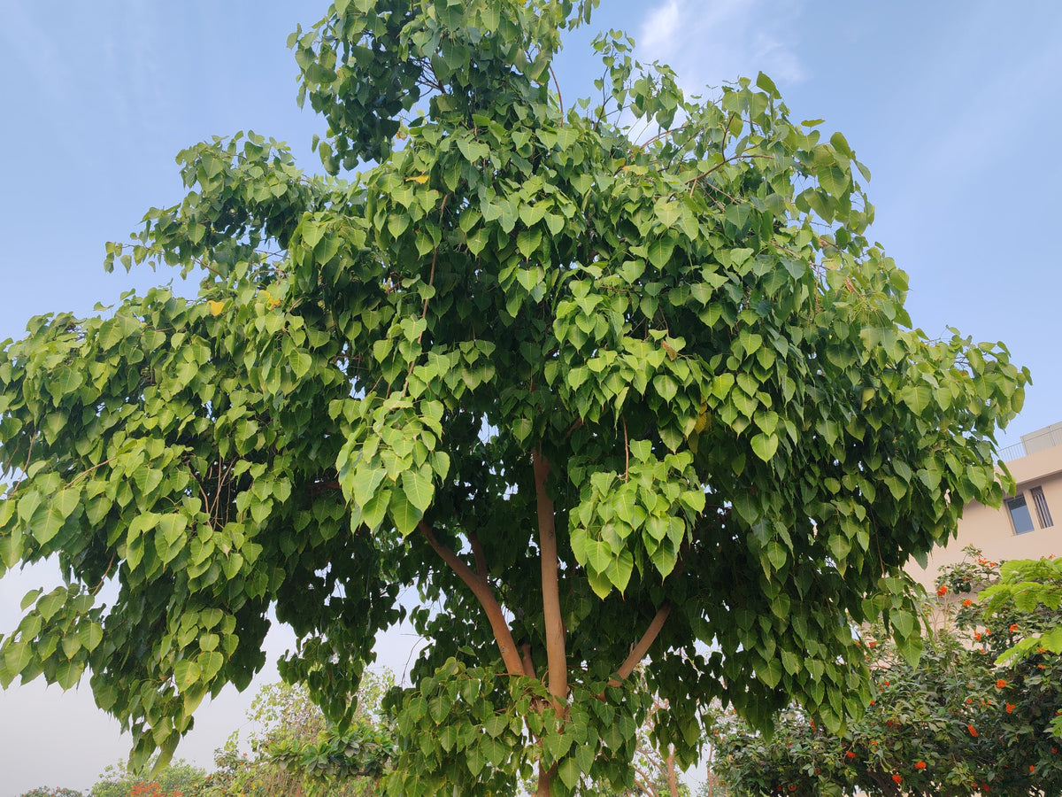 30 FICUS TREE (Bodhi Tree / Sacred Fig / Bo Tree / Pipal) Ficus Religiosa Seeds
